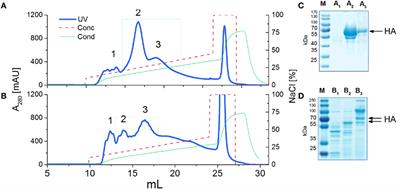 The Length of N-Glycans of Recombinant H5N1 Hemagglutinin Influences the Oligomerization and Immunogenicity of Vaccine Antigen